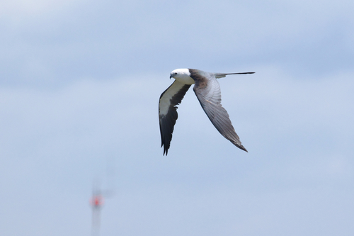 Elanio Tijereta (Elanoides forficatus)