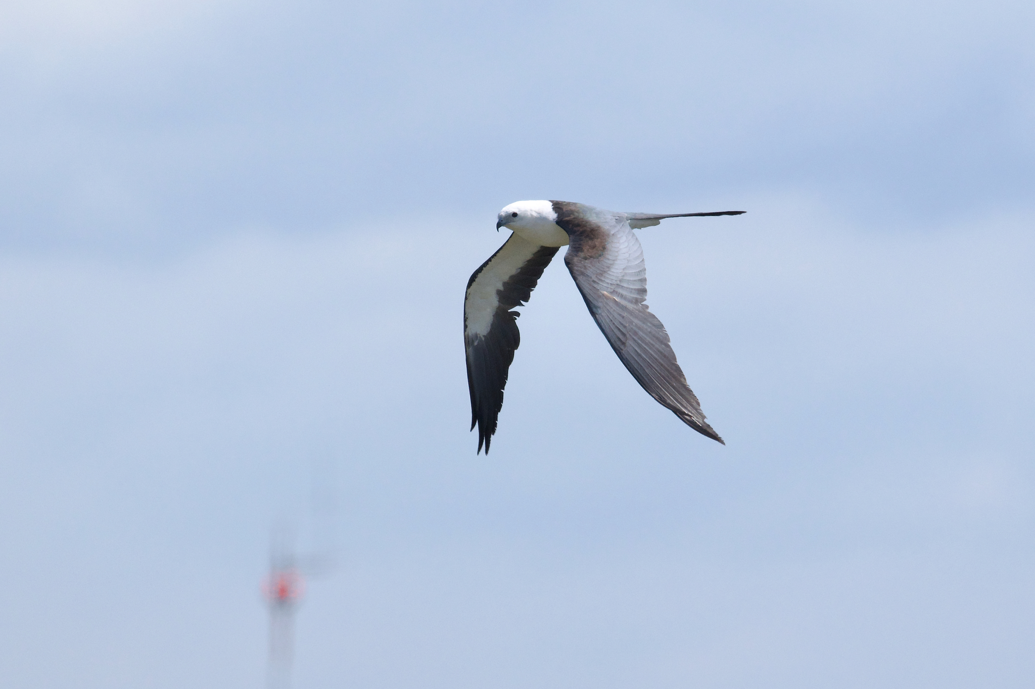 Swallow-tailed Kite illustration
