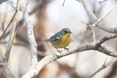 Setophaga pitiayumi insularis