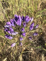 Triteleia
