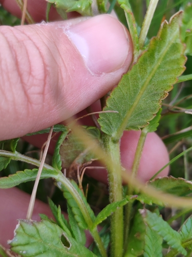 Image of Rhinanthus freynii by (c) Ljaž, some rights reserved (CC BY)