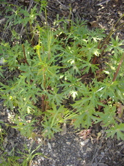 Delphinium cardinale