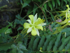 Aquilegia longissima