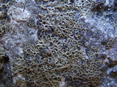 Speerschneidera euploca