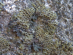 Speerschneidera euploca