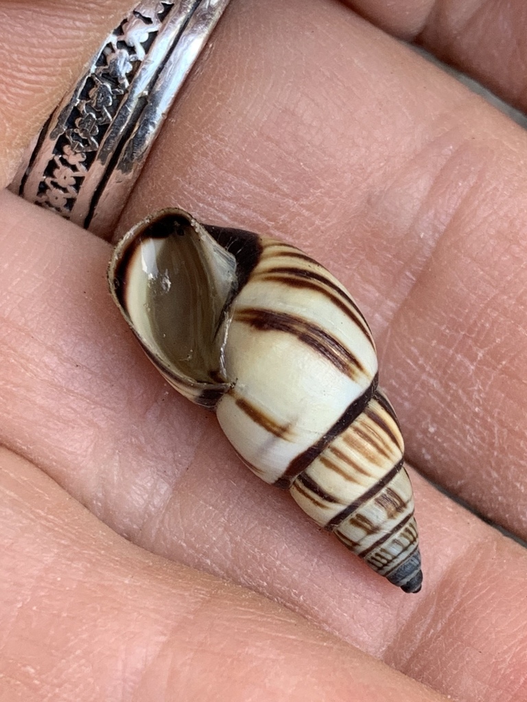 Mesembrinus multilineatus