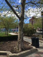 Platanus