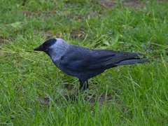 Corvus monedula