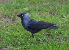 Corvus monedula