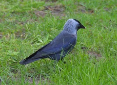 Corvus monedula