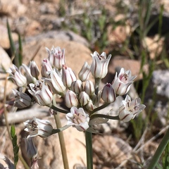 Allium macropetalum