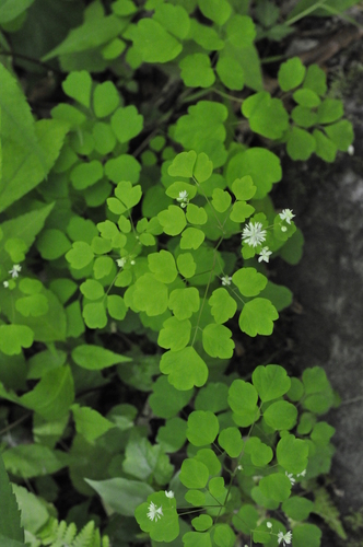 Image of Thalictrum clavatum by (c) Bruce Kirchoff, some rights reserved (CC BY)