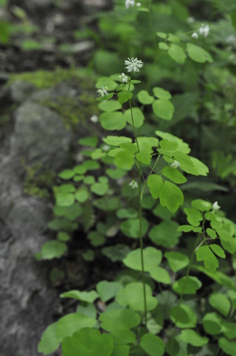 Image of Thalictrum clavatum by (c) Bruce Kirchoff, some rights reserved (CC BY)