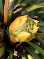 Berberis × hortensis