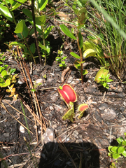 Dionaea muscipula