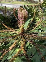 Berberis × hortensis