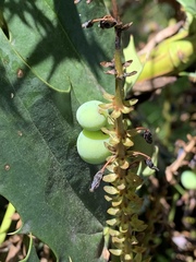 Berberis × hortensis
