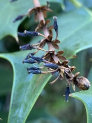 Berberis × hortensis