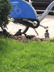 Sturnus vulgaris