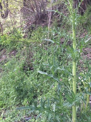 Cirsium vulgare