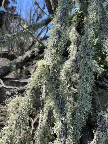 iNaturalist observation photo of bushy lichens