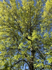 Fraxinus pennsylvanica