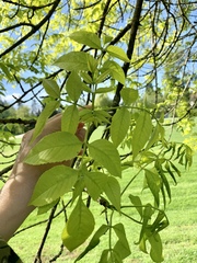 Fraxinus pennsylvanica