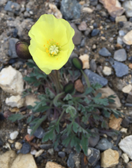 Papaver lapponicum