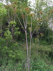 Ailanthus altissima