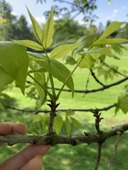Fraxinus pennsylvanica