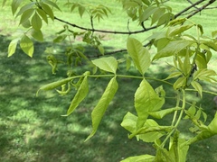 Fraxinus pennsylvanica