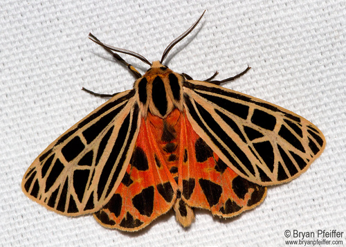 Grammia virgo Linnaeus, 1758