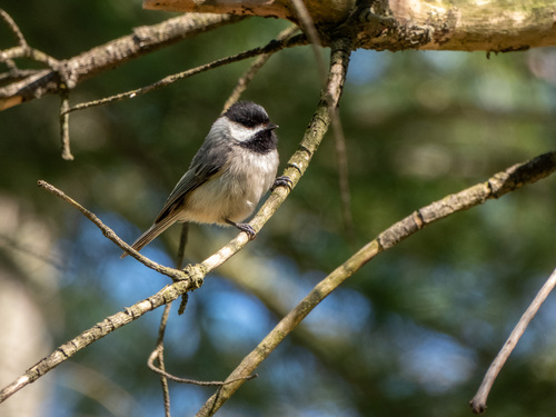Carolina Chickadee photographed in Pennsylvania