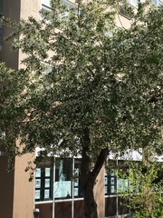 Magnoliopsida