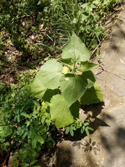 Peteravenia malvifolia