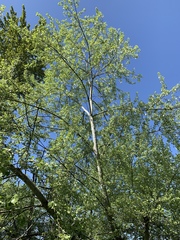 Populus alba