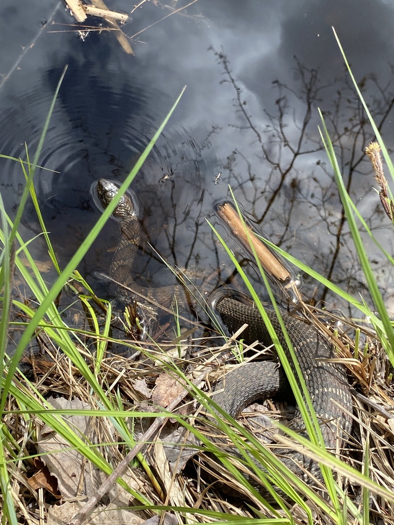 common-watersnake-from-derry-rail-trail-derry-nh-us-on-may-9-2024