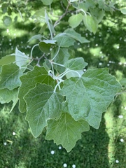 Populus alba