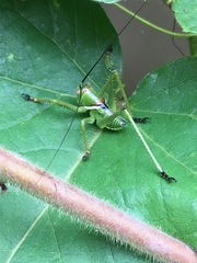 Neobarrettia spinosa