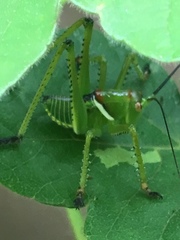 Neobarrettia spinosa