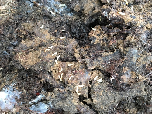 Photo of Eastern Subterranean Termite (Reticulitermes flavipes)