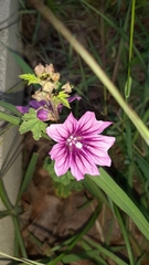 Malva sylvestris