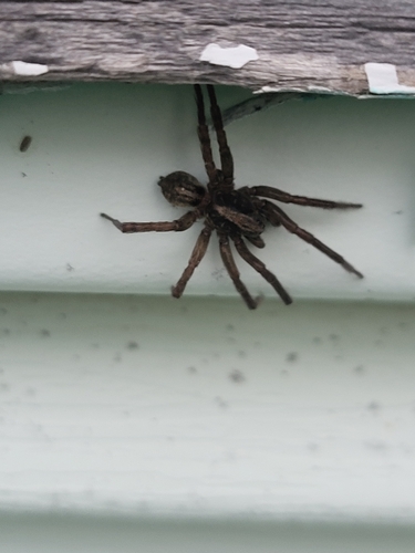 Ground wolf spider photo 3