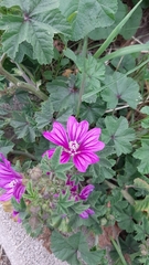 Malva sylvestris