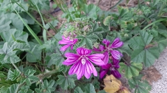 Malva sylvestris