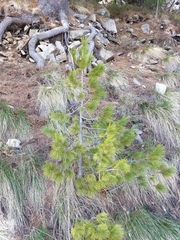 Pinus peuce