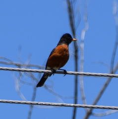 Turdus migratorius