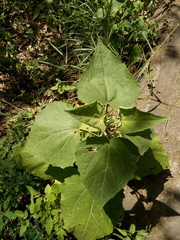 Peteravenia malvifolia