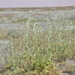 Carduus arabicus - Photo (c) cambala, algunos derechos reservados (CC BY-NC)