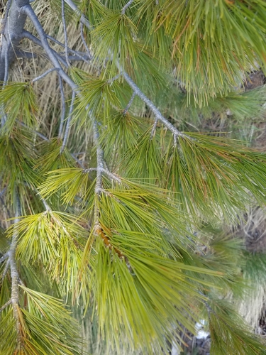 Pinus peuce, photograph 2